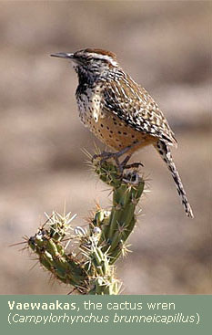 Vaewaakas, the cactus wren (Campylorhynchus brunneicapillus)