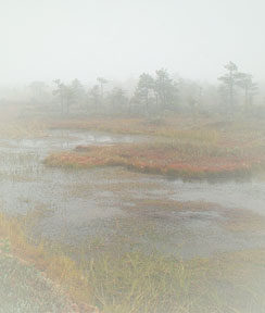 Picture of a river delta