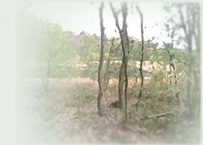 Picture of a swamp in Drenthe